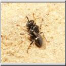 Oxybelus bipunctatus - Fliegenspiesswespe w02 5mm - Sandgrube Niedringhaussee.jpg